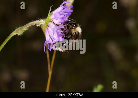 Bombus bohemicus Familia Apidae genus Bombus Gypsy cuckoo bumblebee Bohemian cuckoo bumblebee naturaleza salvaje fondo de pantalla de insectos Foto de stock