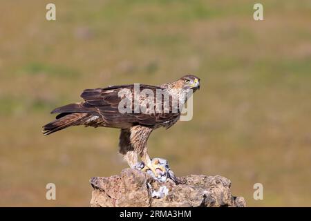 El águila de Bonelli (Aquila fasciata) encaramado en una roca con su presa Foto de stock