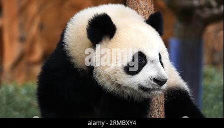 Panda gigante, ailuropoda melanoleuca, retrato de adulto, Beauval Zoo en Francia Foto de stock