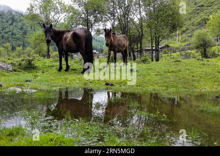 (150629) -- HEISHUI, 29 de junio de 2015 -- Foto tomada el 29 de junio de 2015 muestra caballos deambulando en un pasto del glaciar Dagu en el condado de Heishui de Aba Tibetan y la prefectura autónoma de Qiang, provincia de Sichuan, al suroeste de China. El punto escénico del glaciar Dagu es el punto turístico más nuevo después de la zona escénica de Jiuzhaigou, la zona escénica de Huanglong y la reserva natural nacional de Wolong en Aba. )(wjq) CHINA-SICHUAN-DAGU GLACIER-SCENERY (CN) JiangxHongjing PUBLICATIONxNOTxINxCHN 150629 Heishui Junio 29 2015 Foto tomada EL 29 2015 de junio muestra caballos vagando EN un pasto del glaciar Dagu Scenic SP Foto de stock
