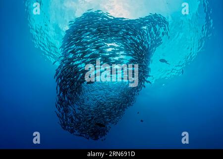 Shoal de caballa espinosa Bigeye (Caranx sexfasciatus) dando vueltas, circulando en mar abierto, Gran Barrera de Coral, Patrimonio de la Humanidad de la UNESCO, Coral Foto de stock