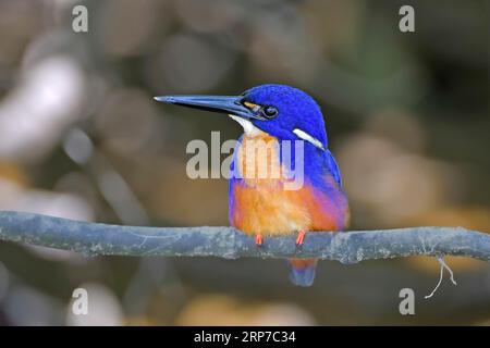 Sparrow Azul (Alcedo azureus), Queensland, Australia Foto de stock