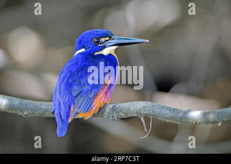 Sparrow Azul (Alcedo azureus), Queensland, Australia Foto de stock