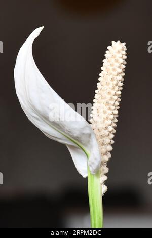 Cerca de la flor blanca de Spathiphyllum spadix de la planta tropical floreciente Foto de stock