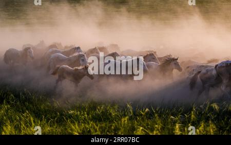 200801 -- XILIN GOL, Aug. 1, 2020 -- Horses are seen galloping during a cultural demonstration at a horse-breeding center in West Ujimqin Banner, Xilin Gol League, north China s Inner Mongolia Autonomous Region, July 31, 2020.  CHINA-INNER MONGOLIA-HORSE LASSOING-CULTURAL DEMONSTRATION CN LianxZhen PUBLICATIONxNOTxINxCHN Stock Photo