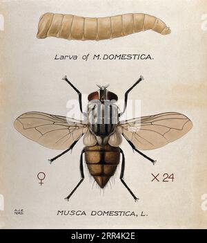La larva y la mosca de una mosca de la casa (Musca domestica), dibujo coloreado por A.J.E. Terzi. Foto de stock
