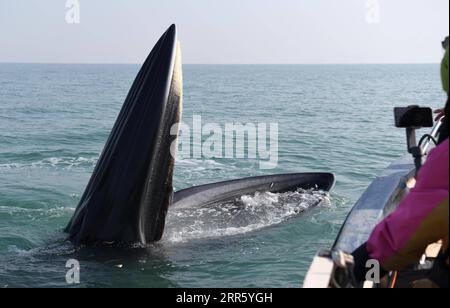 210119 -- BEIHAI, Jan. 19, 2021 -- A Bryde s whale approaches the scientific research vessel in waters off Weizhou Island in south China s Guangxi Zhuang Autonomous Region, Jan. 15, 2021. The Bryde s whale, mainly seen in tropical and subtropical waters, is regarded as a very mysterious species of cetaceans, with a body length of 10 to 12 meters and a weight of up to 15 tons. A scientific research team, composed by scientists, videographers, fishermen and volunteers, has been conducting research on the whales and taking the role of the guardians of these marine mammals since they were first di Stock Photo