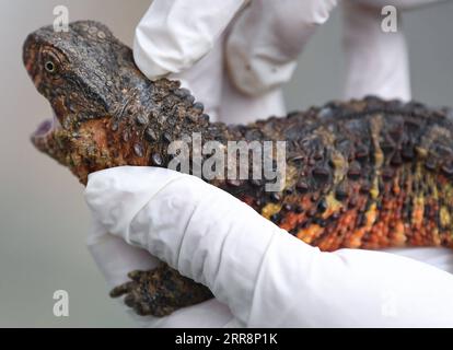 210514 -- GUANGZHOU, 14 de mayo de 2021 -- Un investigador examina un lagarto de cocodrilo chino enfermo en la reserva natural nacional de lagarto de cocodrilo chino Guangdong Luokeng, en la provincia de Guangdong, al sur de China, 12 de mayo de 2021. El lagarto de cocodrilo chino en peligro de extinción ha sido puesto bajo protección de nivel uno en China. La reserva natural nacional de lagartos de cocodrilo chino Guangdong Luokeng se ha comprometido a criar los lagartos e investigar aquellos que fueron liberados en la naturaleza. A través de esfuerzos persistentes, la población salvaje del lagarto cocodrilo chino se mantiene estable en los últimos años. CHINA Foto de stock