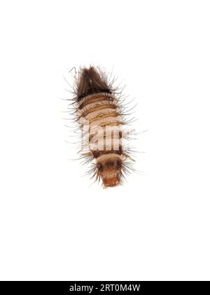 Larva de escarabajo de alfombra variada (Anthrenus verbasci) Foto de stock