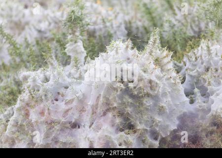 Ácaro de araña de gorse Tetranychus lintearius, seda de la colonia de gorse común Ulex europaeus, reserva Minsmere RSPB, Suffolk, Inglaterra, septiembre Foto de stock