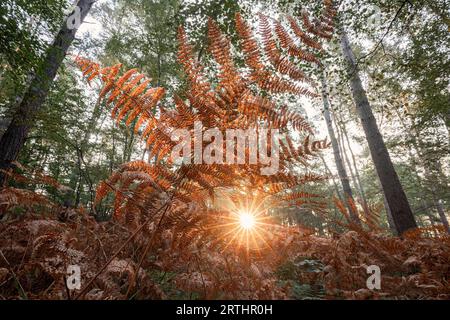 Sol a través de la hoja de helecho naranja en el bosque de otoño Foto de stock