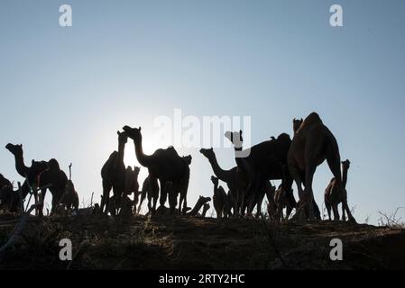 Silueta de rebaño de camellos en Rajastán, India. Foto de stock