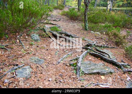 Sendero a pie con piedras y raíces de pino en bosque en otoño. Foto de stock