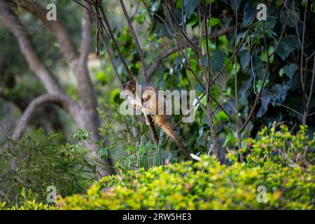 Zarigüeya de cola de anillo australiano sentado en una rama delgada de un árbol en el arbusto australiano Foto de stock