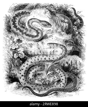 Escalera común y serpiente anillada, serpiente de hierba. Ilustración de The Penny Magazine, agosto de 1843 Foto de stock