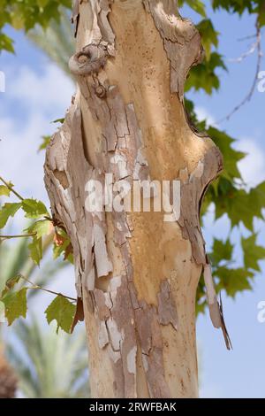 Detalle del tronco de un árbol de la variedad platanus x hispanica o sicómoro del que sale su corteza en forma de placas Foto de stock