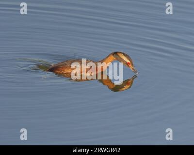 Grebe eslavo - buceo para la comida Podiceps auritus Abberton Reservoir,Essex,UK BI036947 Foto de stock