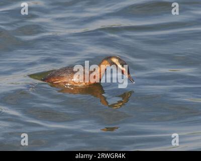 Grebe eslavo - buceo para la comida Podiceps auritus Abberton Reservoir,Essex,UK BI036953 Foto de stock