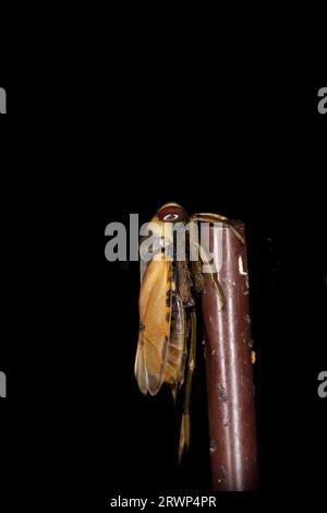 Notonecta glauca Familia Notonectidae género: Notonecta barquero de agua mayor Backswimmer común naturaleza salvaje fotografía de insectos, imagen, papel pintado Foto de stock
