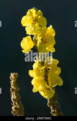 El mullein de flor densa (Verbascum densiflorum) florece solo una vez (flor lanuda), Denseflower Mullein es una especie de planta del género Verbascum Foto de stock