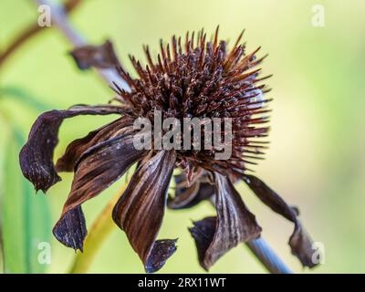 Flor del Cono Muerto, marrón oscuro y marchita Foto de stock