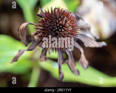Flor del Cono Muerto, marrón oscuro y marchita Foto de stock