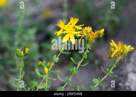 Hypericum perforatum, hierba de San Juan flores amarillas primer foco selectivo Foto de stock