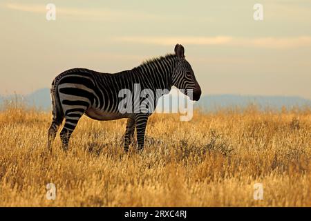 Cebra de la montaña del Cabo (Equus zebra) a la luz de la mañana, Parque Nacional de la Montaña Zebra, Sudáfrica Foto de stock