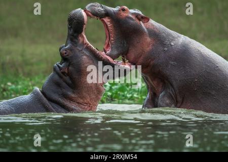 Un bebé y un hipopótamo sub-adulto tocando en el canal de Kazinga en el Parque Nacional Queen Elizabeth, Uganda Foto de stock