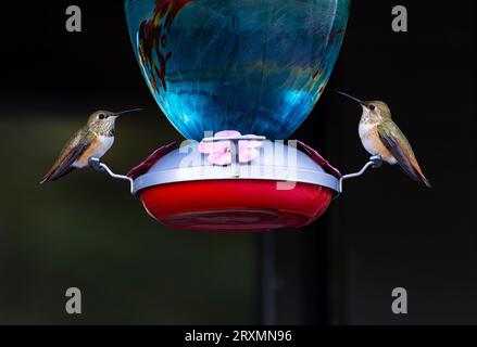 Dos colibríes Rufous alerta posados en el comedero de aves con agua de néctar de azúcar en el Monte Lemmon, Sky Island en el Bosque Nacional Coronado de Tucson, Arizo Foto de stock
