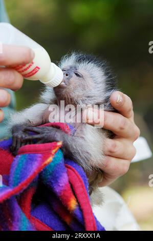 Mono capuchino marrón joven, criado a mano, capuchino de tapa negra (Cebus apella), juvenil es alimentado con botella, criado a mano Foto de stock