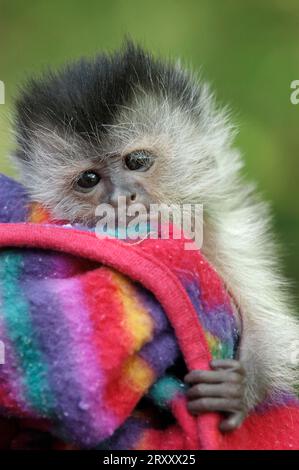 Joven capuchino marrón (Cebus apella) Mono, mano criado Foto de stock