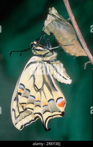 Cola de trago (Papilio machaon) que eclosionan de cocoon, Hessen, Alemania Foto de stock