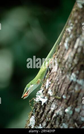 Anole verde (Anolis carolinensis), Corkscrew Swamp Sanctuary, Florida, EE.UU., Side Foto de stock