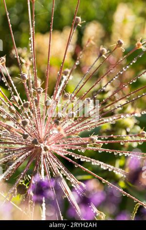 Gotas de lluvia en una cabeza de semillero de Cebolla de alga Tumbleweed (Allium schubertii) en un jardín. Powys, Gales. Julio. Foto de stock