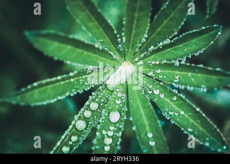 Gotas de agua en las hojas de lupino después de la lluvia, fondo oscuro de la naturaleza moody Foto de stock