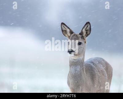 Roe ciervo hembra de pie en el tiempo nevado Foto de stock
