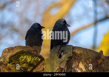 Pareja de jackdaw eurasiático, Corvus monedula, sentado en ramas al atardecer Foto de stock