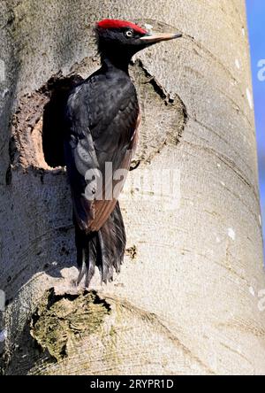 Pájaro carpintero negro (Dryocopus martius). Macho en nido en un árbol. Alemania Foto de stock
