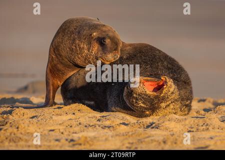 Un joven León Marino de Nueva Zelanda - Phocarctos hookeri - se acurruca hasta un macho mucho más grande, que gira y abre su boca mientras yacen en la arena. Foto de stock