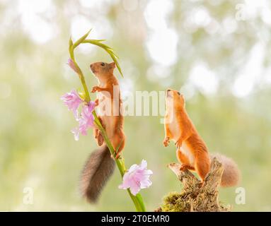 Red Squirrel sube en un tallo de Gladiolus Foto de stock