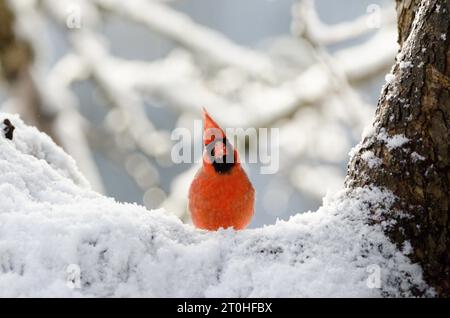 Cardenal del Norte (Cardinalis cardinalis) Hombre en una rama cubierta de nieve en invierno Foto de stock