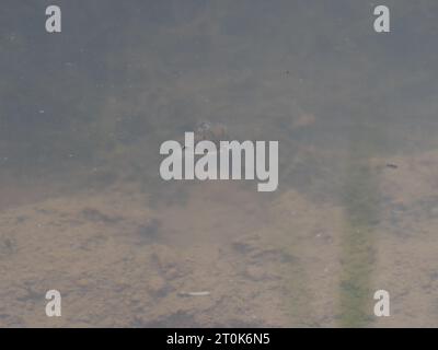 Vista de una nadadora común Notonecta glauca nadando en la superficie del agua en un estanque Foto de stock