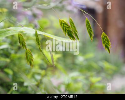 Foto retroiluminada y de cerca de la flor de hierba plana de Chasmanthium latifolium (Avena Salvaje de América del Norte), una hierba perenne para cortar y secar Foto de stock