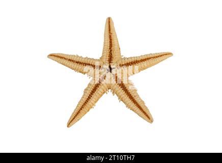 Starfish endoesqueleto de carbonato cálcico. Aislado sobre blanco Foto de stock