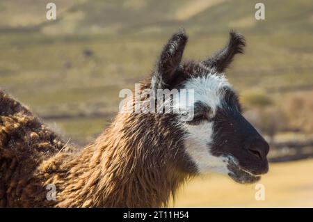 Hermosa llama pastando pacíficamente en las tierras altas bolivianas Foto de stock