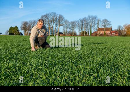 Agricultor inspeccionando su campo de trigo en un soleado día de invierno, granja en el fondo Foto de stock