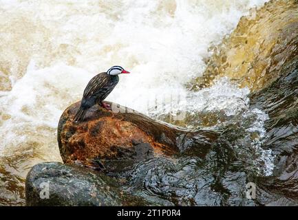 Pato Torrente macho (Merganetta armata) en el río de los altos Andes en Perú. Foto de stock