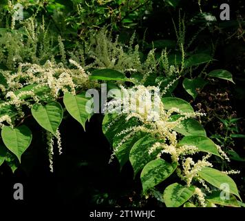 Knotweed japonés en flor. (Reynoutria japonica, Fallopia japonica, Polygonum cuspidatum), octubre de 2023, otoño, Cardiff Reino Unido. Foto de stock