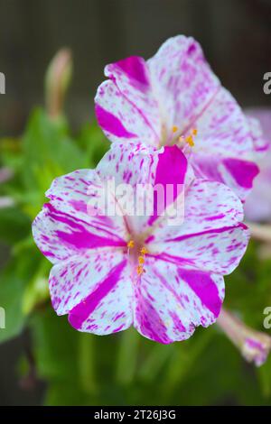 Mirabilis Jalapa, la flor de las cuatro, Marvel of Peru o Tea Time. La floración puede ocur con diferentes colores simultáneamente en la misma planta. Foto de stock